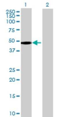 Western Blot: FAM80A Antibody [H00284716-B01P]