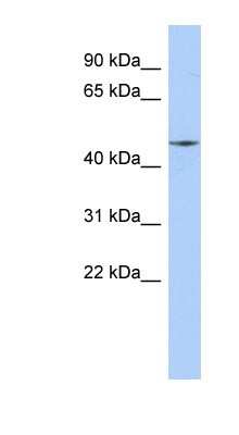 Western Blot: FAM80A Antibody [NBP1-57618]