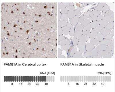 Immunohistochemistry-Paraffin: FAM81A Antibody [NBP2-33295]