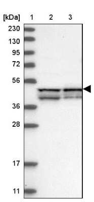 Western Blot: FAM82A Antibody [NBP1-87934]