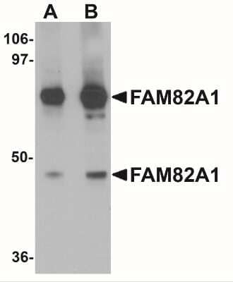 Western Blot: FAM82A AntibodyBSA Free [NBP2-41121]