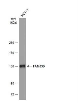 Western Blot: FAM83B Antibody [NBP2-16423]