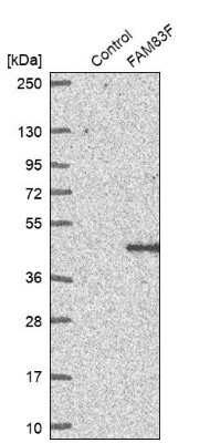 Western Blot: FAM83F Antibody [NBP2-14005]