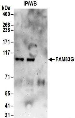 Immunoprecipitation: FAM83G Antibody [NBP2-32190]