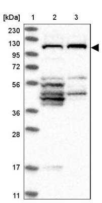 Western Blot: FAM83G Antibody [NBP1-93771]