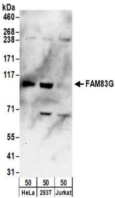 Western Blot: FAM83G Antibody [NBP2-32191]