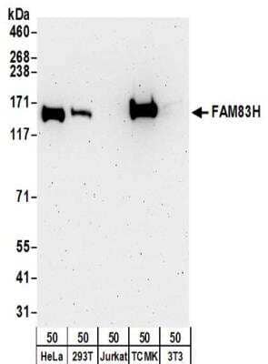 Western Blot: FAM83H Antibody [NBP2-32219]