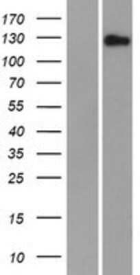 Western Blot: FAM83H Overexpression Lysate [NBP2-04696]