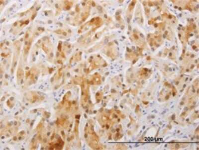 Immunohistochemistry-Paraffin: FAM84A Antibody (1C2) [H00151354-M01]