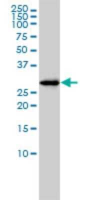 Western Blot: FAM84A Antibody (1C2) [H00151354-M01]