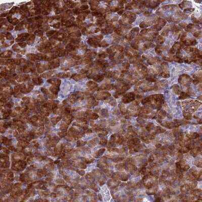 Immunohistochemistry-Paraffin: FAM84A Antibody [NBP2-14006]