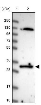 Western Blot: FAM84A Antibody [NBP2-14006]