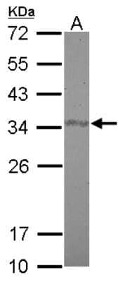 Western Blot: FAM84A Antibody [NBP2-16424]