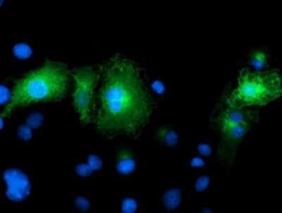 Flow Cytometry: FAM84B Antibody (OTI1D12) - Azide and BSA Free [NBP2-72440]
