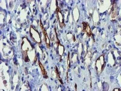 Immunohistochemistry-Paraffin: FAM84B Antibody (OTI1D12) [NBP2-03263]