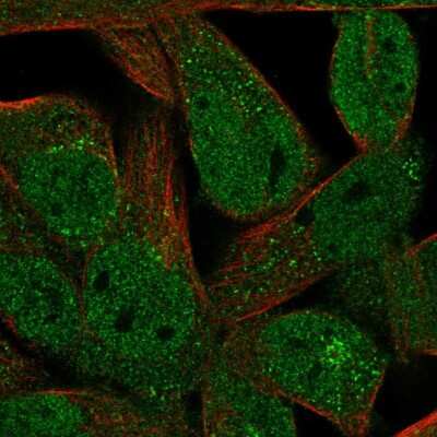 Immunocytochemistry/ Immunofluorescence: FAM89A Antibody [NBP2-56578]