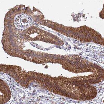 Immunohistochemistry-Paraffin: FAM89A Antibody [NBP2-32421]