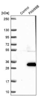 Western Blot: FAM89B Antibody [NBP2-14008]