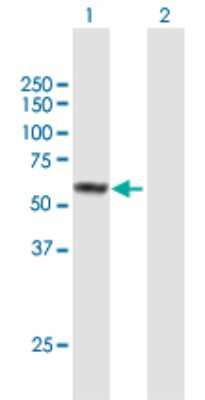 Western Blot: FAM90A1 Antibody [H00055138-B01P]