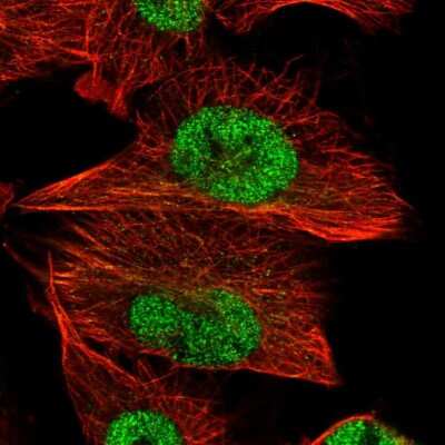 Immunocytochemistry/ Immunofluorescence: FAM91A1 Antibody [NBP1-83576]