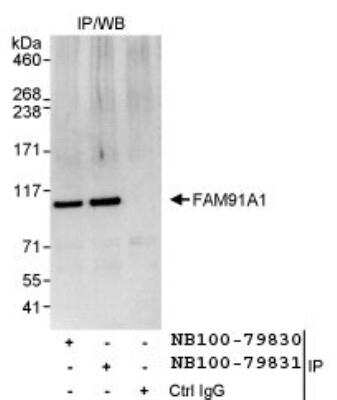 Immunoprecipitation: FAM91A1 Antibody [NB100-79830]