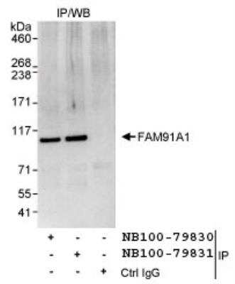 Immunoprecipitation: FAM91A1 Antibody [NB100-79831]