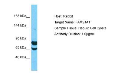 Western Blot: FAM91A1 Antibody [NBP2-87432]