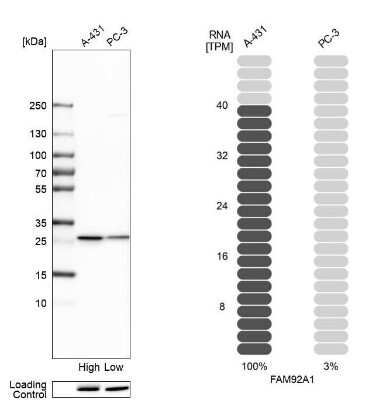 Western Blot: FAM92A1 Antibody [NBP1-93794]