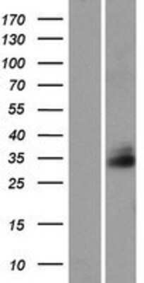 Western Blot: FAM92A1 Overexpression Lysate [NBP2-05492]