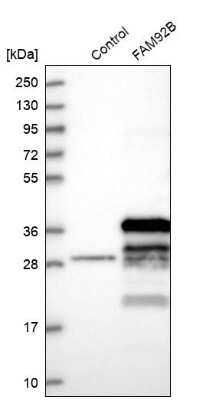 Western Blot: FAM92B Antibody [NBP1-81895]