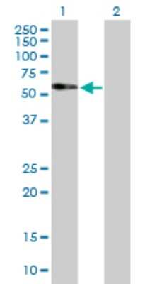 Western Blot: FAM98A Antibody [H00025940-B01P]