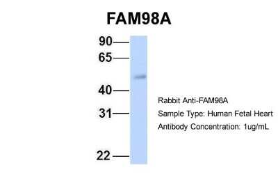 Western Blot: FAM98A Antibody [NBP1-56782]