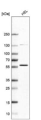 Western Blot: FAM98A Antibody [NBP2-38291]