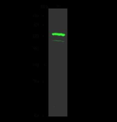 Western Blot: FAM98A Antibody [NBP2-99203]