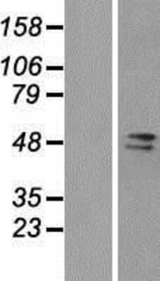 Western Blot: FAM98A Overexpression Lysate [NBP2-07167]