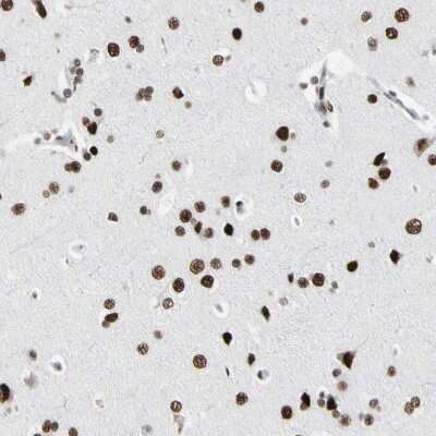 Immunohistochemistry-Paraffin: FAM98B Antibody [NBP1-83474]