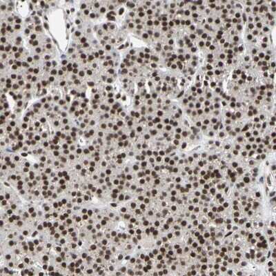 Immunohistochemistry-Paraffin: FAM98B Antibody [NBP1-83475]