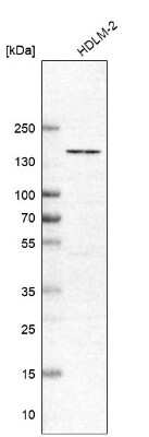 Western Blot: FAM98B Antibody [NBP1-83475]