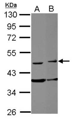 Western Blot: FAM98B Antibody [NBP2-16425]