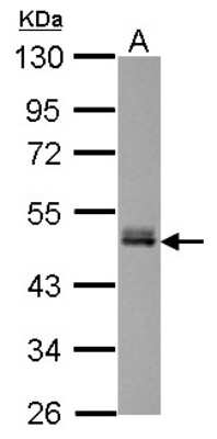 Western Blot: FAM98B Antibody [NBP2-16426]