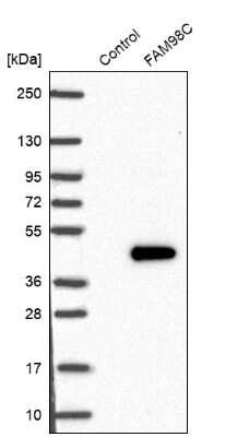 Western Blot: FAM98C Antibody [NBP1-93754]