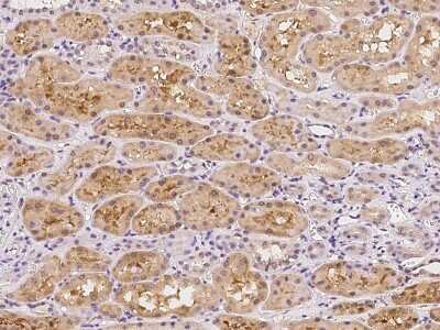 Immunohistochemistry-Paraffin: FAM9B Antibody [NBP2-98161]