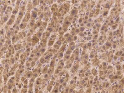 Immunohistochemistry-Paraffin: FAM9B Antibody [NBP2-98161]