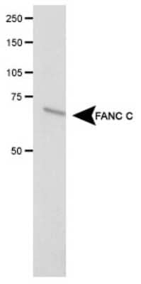 Western Blot: FANCC Antibody [NB100-2565]