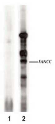 Western Blot: FANCC Antibody [NBP1-18978]