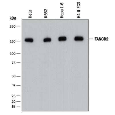 Western Blot: FANCD2 Antibody (1290C)Azide and BSA Free [NBP2-80730]