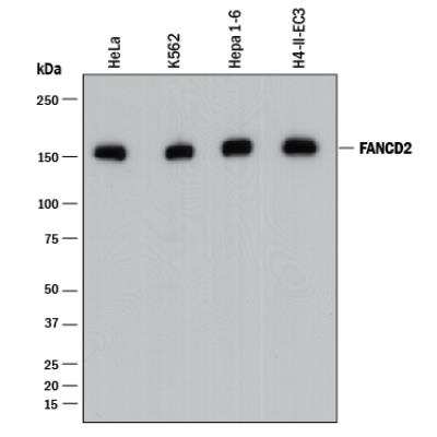 Western Blot: FANCD2 Antibody (1290C)BSA Free [NBP2-61930]