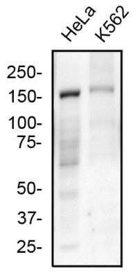 Western Blot: FANCD2 Antibody (1290D)Azide and BSA Free [NBP2-80729]