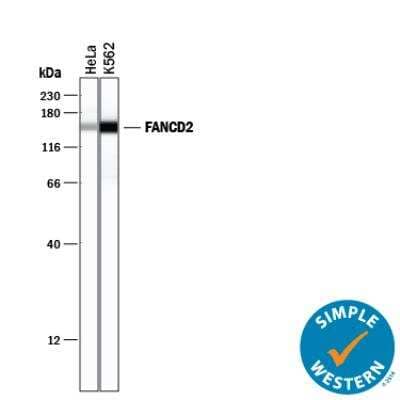 Simple Western: FANCD2 Antibody (1290D)BSA Free [NBP2-54808]