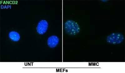 Immunocytochemistry/ Immunofluorescence: FANCD2 Antibody - BSA Free [NB100-182]